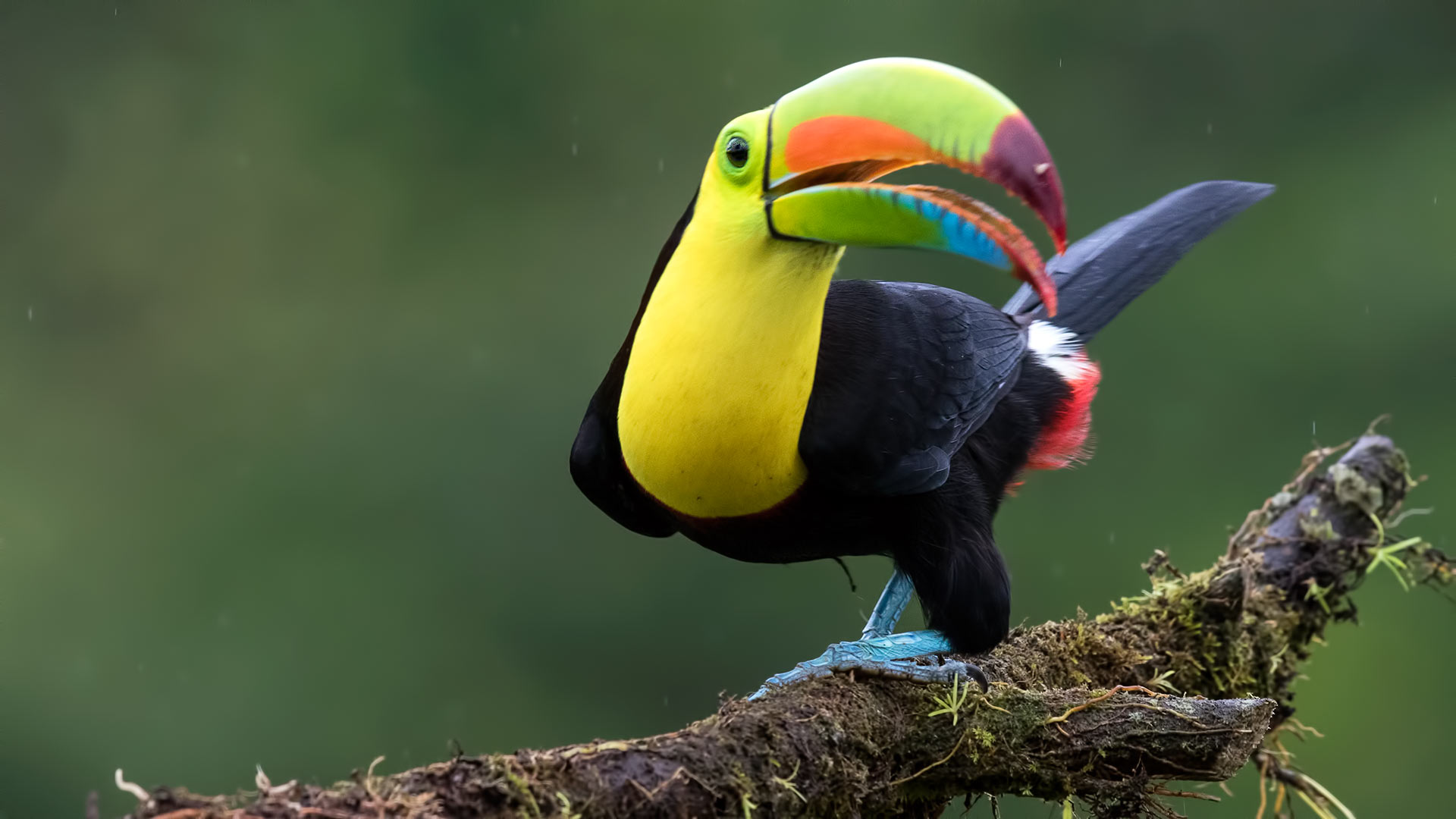 Keel-billed Toucan